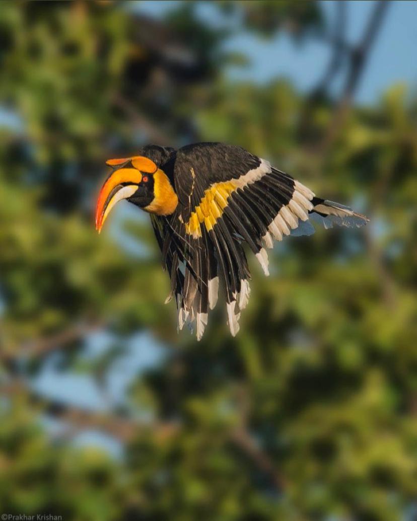מלון Vichondrem The Postcard Hideaway, Netravali Wildlife Sanctuary, Goa מראה חיצוני תמונה
