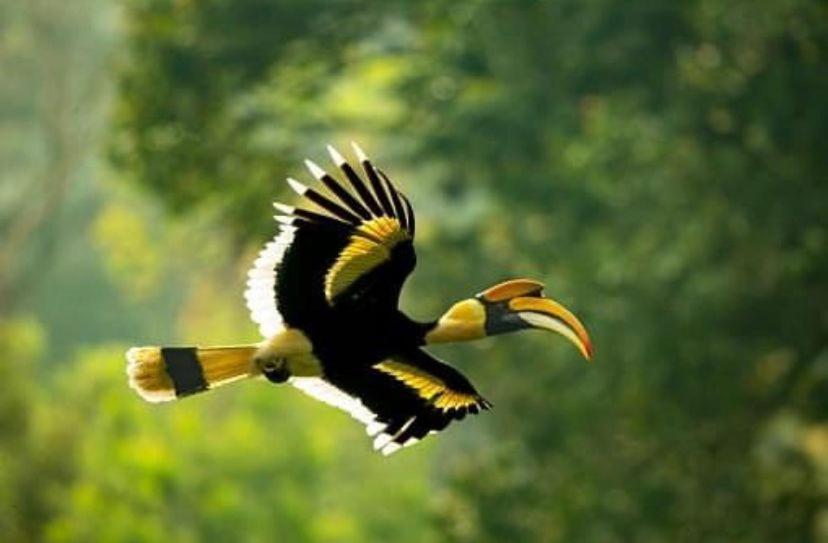 מלון Vichondrem The Postcard Hideaway, Netravali Wildlife Sanctuary, Goa מראה חיצוני תמונה