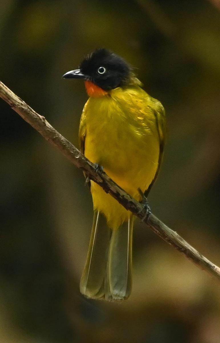 מלון Vichondrem The Postcard Hideaway, Netravali Wildlife Sanctuary, Goa מראה חיצוני תמונה